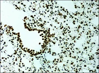 Anti-Histone H3K9me1 (Mono-methyl Lys9) antibody used in IHC (Paraffin sections) (IHC-P). GTX12177