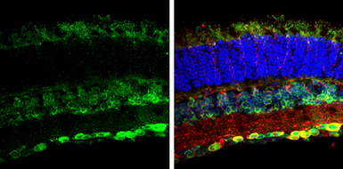 Anti-Nesprin 2 antibody [C3], C-term used in IHC (Frozen sections) (IHC-Fr). GTX121928