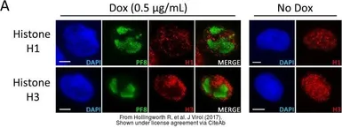 Anti-Histone H3 antibody used in Immunocytochemistry/ Immunofluorescence (ICC/IF). GTX122148