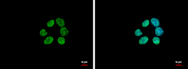 Anti-Histone H3 antibody used in Immunocytochemistry/ Immunofluorescence (ICC/IF). GTX122148
