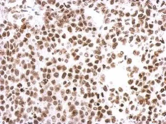 Anti-Histone H3 antibody used in IHC (Paraffin sections) (IHC-P). GTX122148