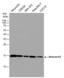Anti-Histone H3 antibody used in Western Blot (WB). GTX122148