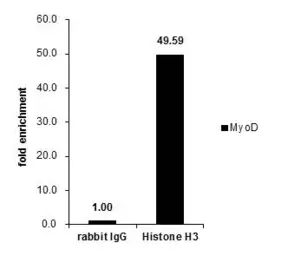 Anti-Histone H3 antibody used in ChIP assay (ChIP assay). GTX122148