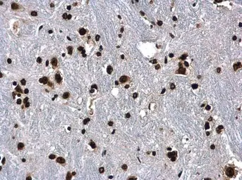 Anti-Histone H3 antibody used in IHC (Paraffin sections) (IHC-P). GTX122148
