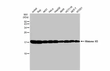 Anti-Histone H3 antibody used in Western Blot (WB). GTX122150