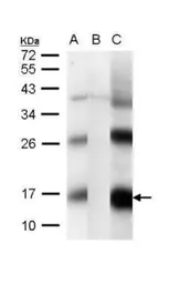 Anti-CG1458 antibody used in Western Blot (WB). GTX122151