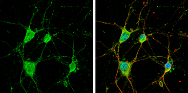 Anti-CYFIP1 antibody [N1N2], N-term used in Immunocytochemistry/ Immunofluorescence (ICC/IF). GTX122467