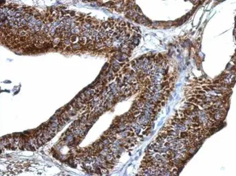 Anti-ERGIC3 antibody used in IHC (Paraffin sections) (IHC-P). GTX122511