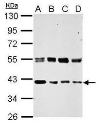 Anti-ERGIC3 antibody used in Western Blot (WB). GTX122511