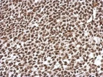 Anti-ARID5A antibody used in IHC (Paraffin sections) (IHC-P). GTX122605