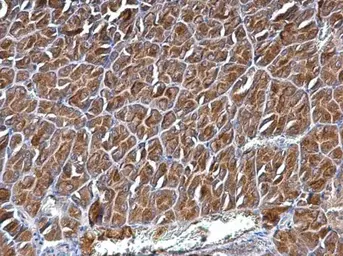 Anti-CYFIP1 antibody used in IHC (Paraffin sections) (IHC-P). GTX122802