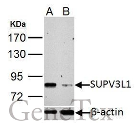 Anti-SUPV3L1 antibody [C2C3], C-term used in Western Blot (WB). GTX123034