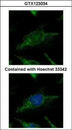 Anti-SUPV3L1 antibody [C2C3], C-term used in Immunocytochemistry/ Immunofluorescence (ICC/IF). GTX123034