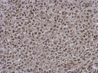 Anti-DNAJB7 antibody used in IHC (Paraffin sections) (IHC-P). GTX123260