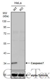 Anti-Caspase 7 antibody used in Western Blot (WB). GTX123679