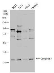 Anti-Caspase 7 antibody used in Western Blot (WB). GTX123679