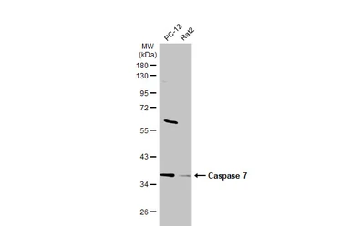 Anti-Caspase 7 antibody used in Western Blot (WB). GTX123679