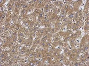 Anti-Caspase 7 antibody used in IHC (Paraffin sections) (IHC-P). GTX123679