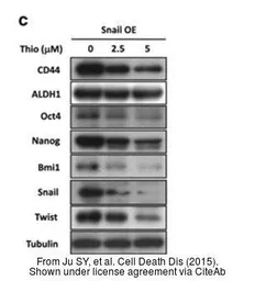 Anti-ALDH1A1 antibody used in Western Blot (WB). GTX123973