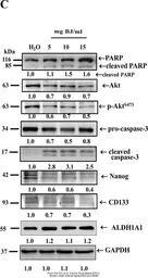Anti-ALDH1A1 antibody used in Western Blot (WB). GTX123973