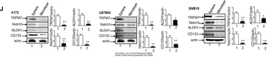 Anti-ALDH1A1 antibody used in Western Blot (WB). GTX123973