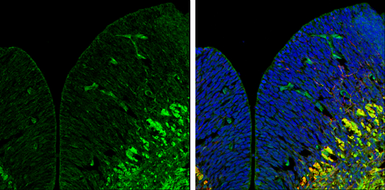 Anti-DLK/MAP3K12 antibody used in IHC (Frozen sections) (IHC-Fr). GTX124127