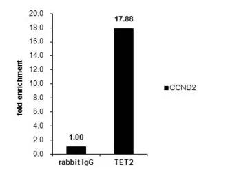 Anti-TET2 antibody [N2], N-term used in ChIP assay (ChIP assay). GTX124204