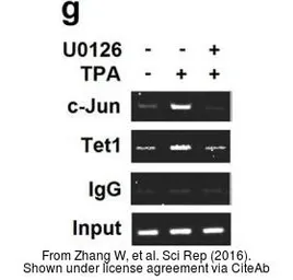 Anti-TET1 antibody [N3C1] used in ChIP assay (ChIP assay). GTX124207
