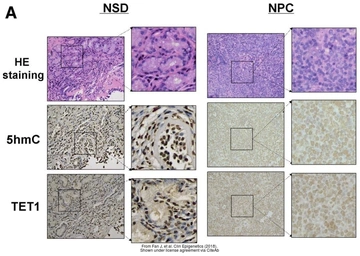 Anti-TET1 antibody [N3C1] used in IHC (Paraffin sections) (IHC-P). GTX124207
