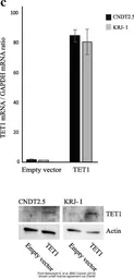 Anti-TET1 antibody [N3C1] used in Western Blot (WB). GTX124207