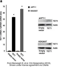 Anti-TET1 antibody [N3C1] used in Western Blot (WB). GTX124207