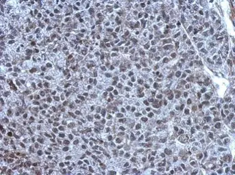 Anti-TET1 antibody [N3C1] used in IHC (Paraffin sections) (IHC-P). GTX124207
