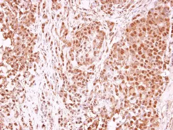 Anti-TET1 antibody [N3C1] used in IHC (Paraffin sections) (IHC-P). GTX124207