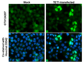 Anti-TET1 antibody [N3C1] used in Immunocytochemistry/ Immunofluorescence (ICC/IF). GTX124207