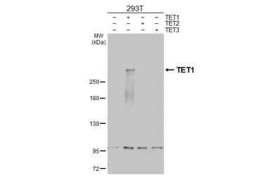 Anti-TET1 antibody [N3C1] used in Western Blot (WB). GTX124207