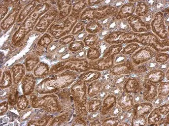 Anti-iNOS antibody [N1N2-2], N-term used in IHC (Paraffin sections) (IHC-P). GTX124210