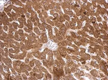 Anti-iNOS antibody [N1N2-2], N-term used in IHC (Paraffin sections) (IHC-P). GTX124210