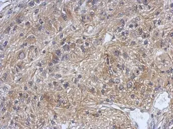 Anti-DZIP3 antibody used in IHC (Paraffin sections) (IHC-P). GTX124220