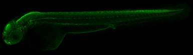 Anti-alpha Tubulin antibody used in IHC (Whole mount) (IHC-Wm). GTX124303