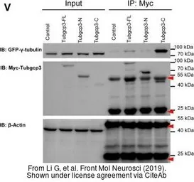 Anti-Bactin1 antibody used in Western Blot (WB). GTX124388