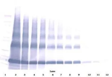 Anti-EMAP II antibody used in Western Blot (WB). GTX12442