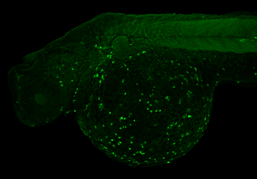 Anti-Lcp1 antibody used in IHC (Whole mount) (IHC-Wm). GTX124420