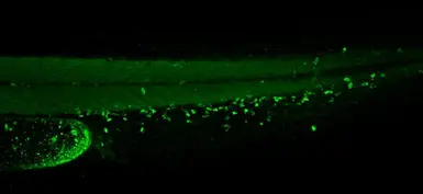 Anti-Lcp1 antibody used in IHC (Whole mount) (IHC-Wm). GTX124420