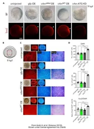 Anti-Sox2 antibody used in Immunocytochemistry/ Immunofluorescence (ICC/IF). GTX124477