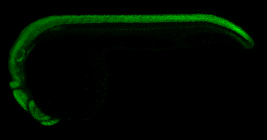 Anti-Sox2 antibody used in IHC (Whole mount) (IHC-Wm). GTX124477