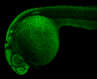 Anti-Sox2 antibody used in IHC (Whole mount) (IHC-Wm). GTX124477