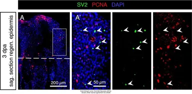 Anti-Pcna antibody used in IHC (Whole mount) (IHC-Wm). GTX124496