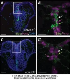 Anti-Pcna antibody used in IHC (Whole mount) (IHC-Wm). GTX124496