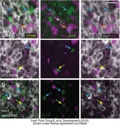 Anti-Pcna antibody used in IHC (Whole mount) (IHC-Wm). GTX124496
