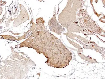 Anti-Pcna antibody used in IHC (Paraffin sections) (IHC-P). GTX124496